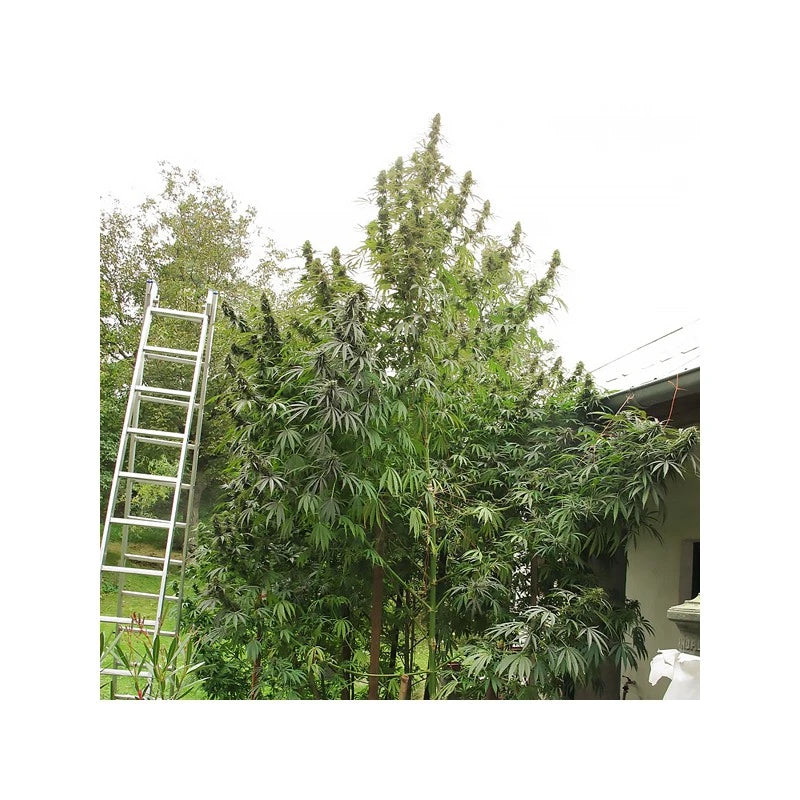 Passion # 1 Feminizada Pack x3 - Dutch Passion