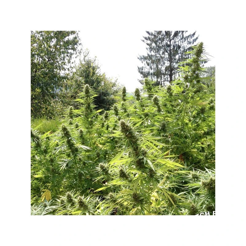 Passion # 1 Feminizada Pack x3 - Dutch Passion