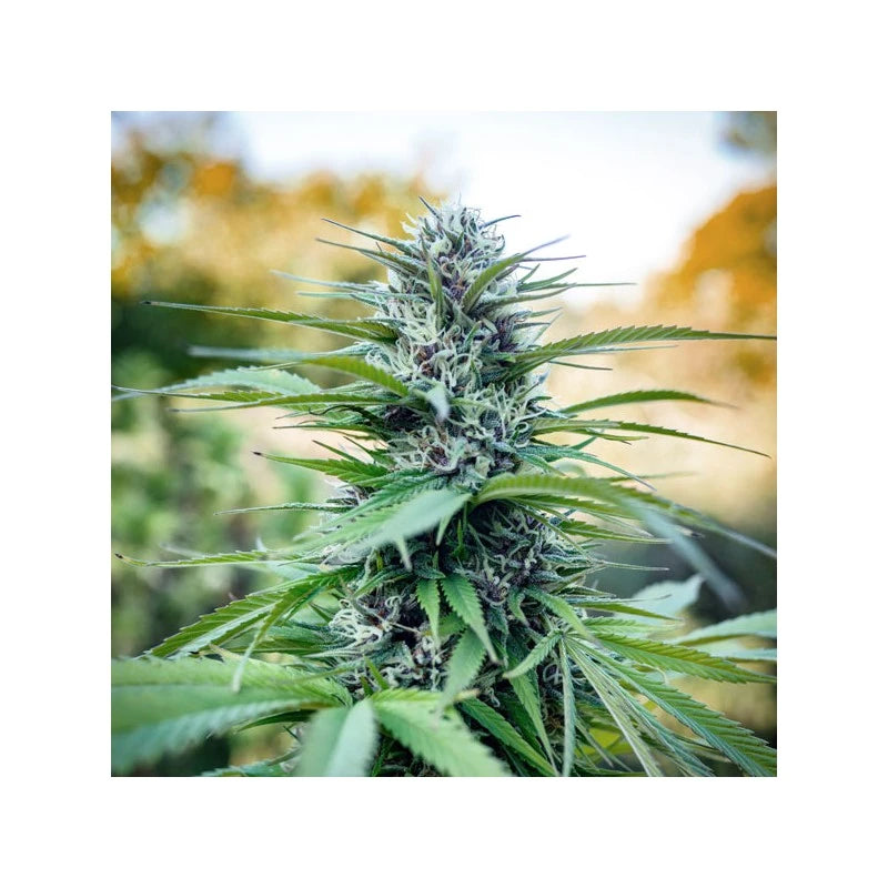 Passion # 1 Feminizada Pack x3 - Dutch Passion