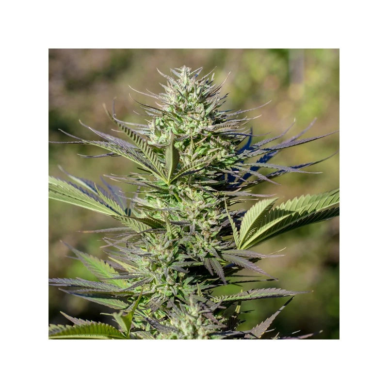 Passion # 1 Feminizada Pack x3 - Dutch Passion