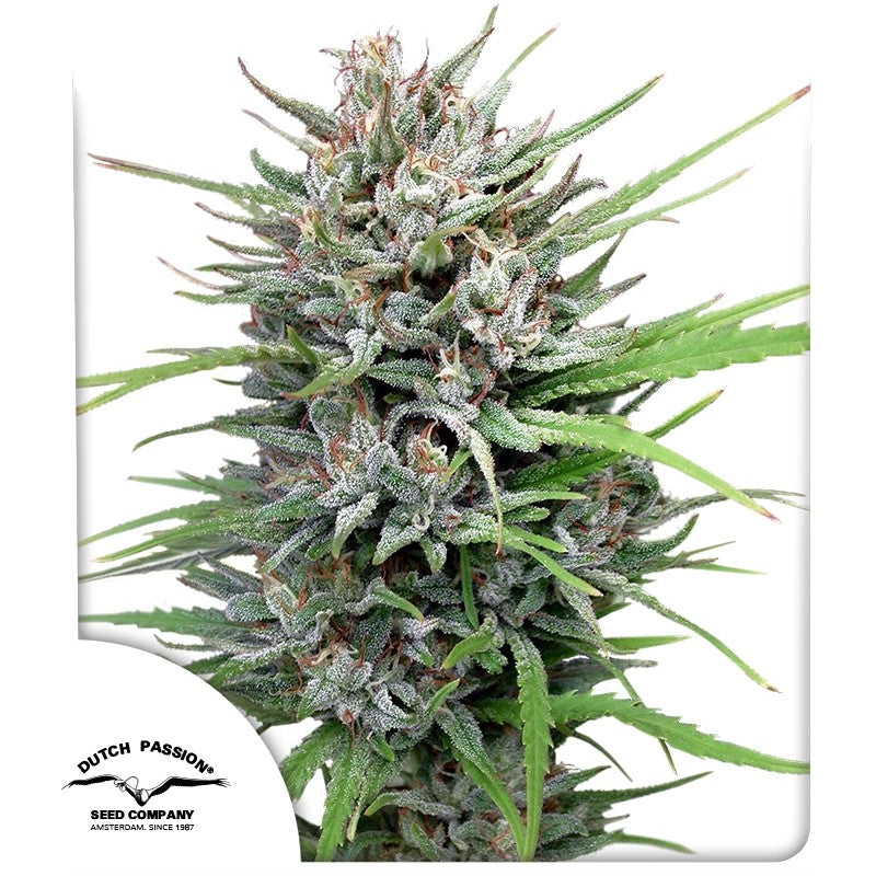 Passion # 1 Feminizada Pack x3 - Dutch Passion