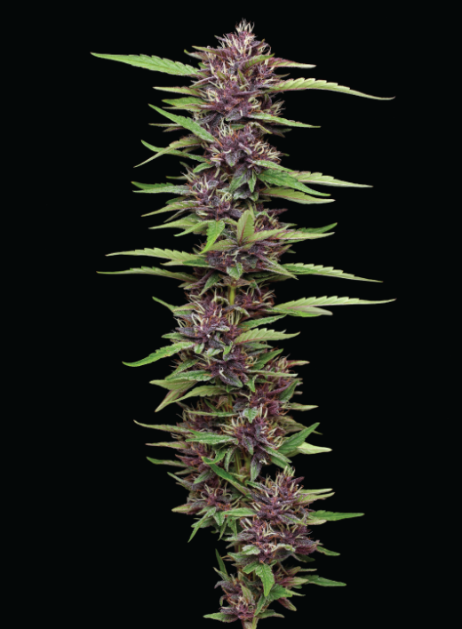 P.P.D Feminizada - Humboldt Seed Company - Pack x 3