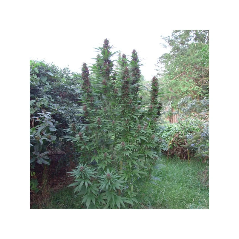 Purple #1 Feminizada Pack x 3 - Dutch Passion