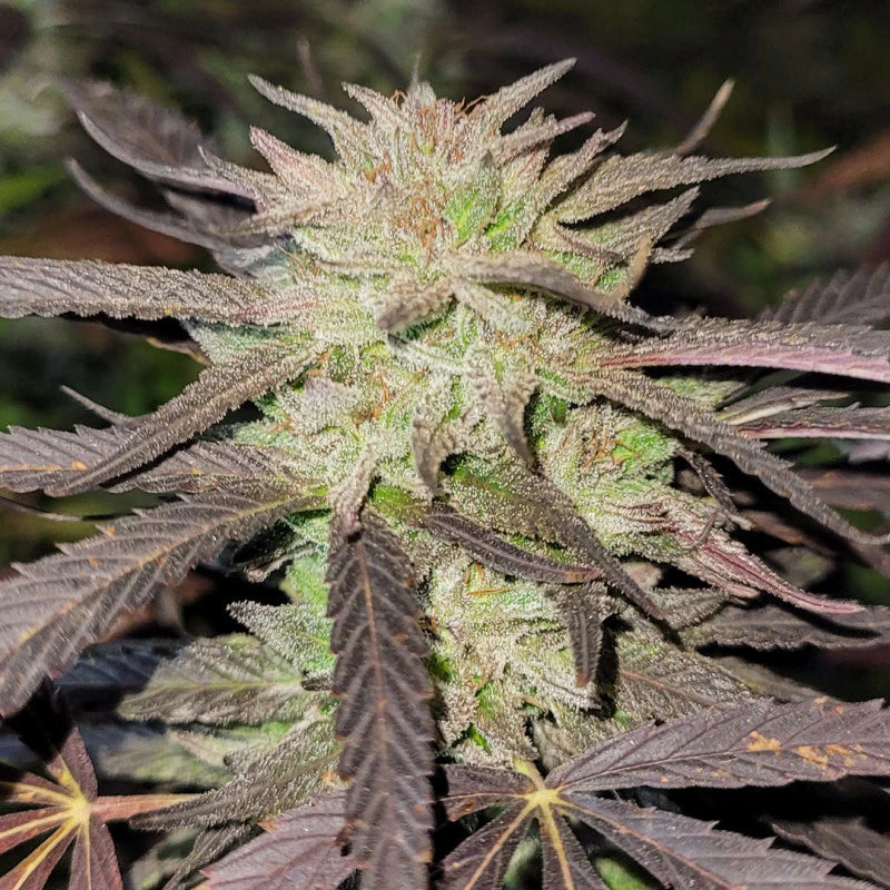Purple #1 Feminizada Pack x 3 - Dutch Passion