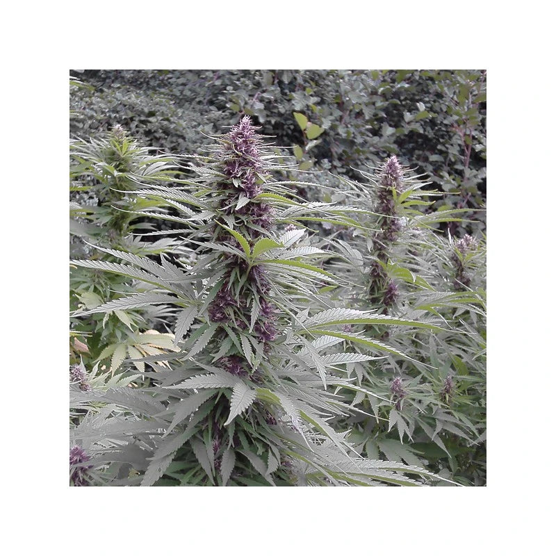 Purple #1 Feminizada Pack x 3 - Dutch Passion