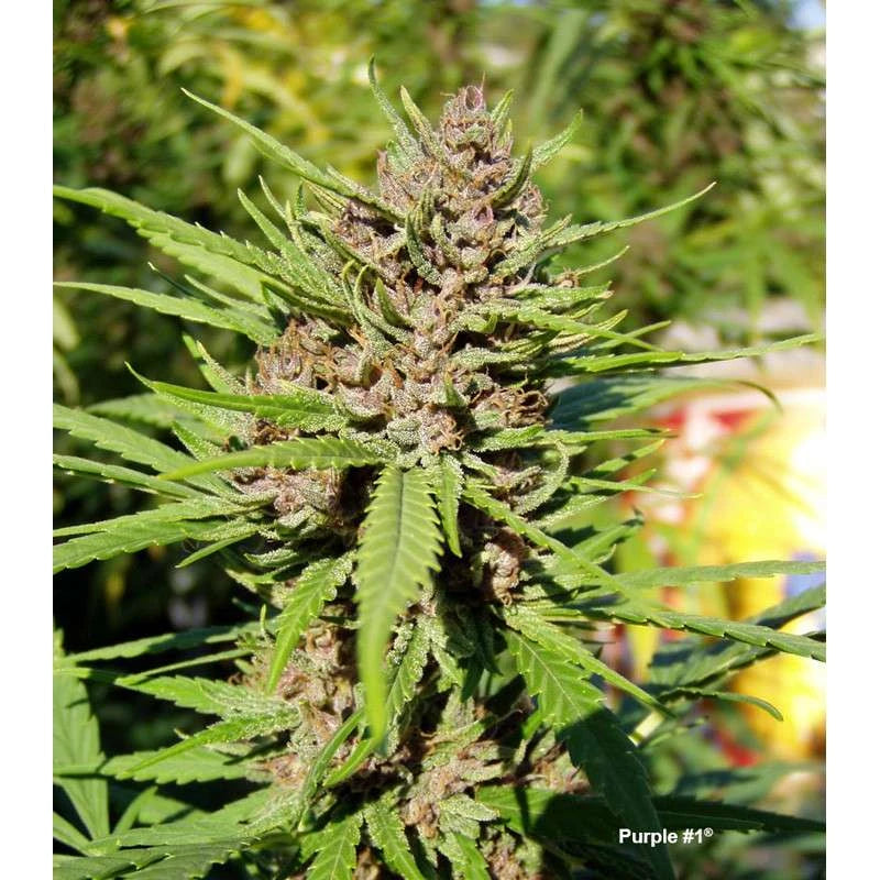 Purple #1 Feminizada Pack x 3 - Dutch Passion