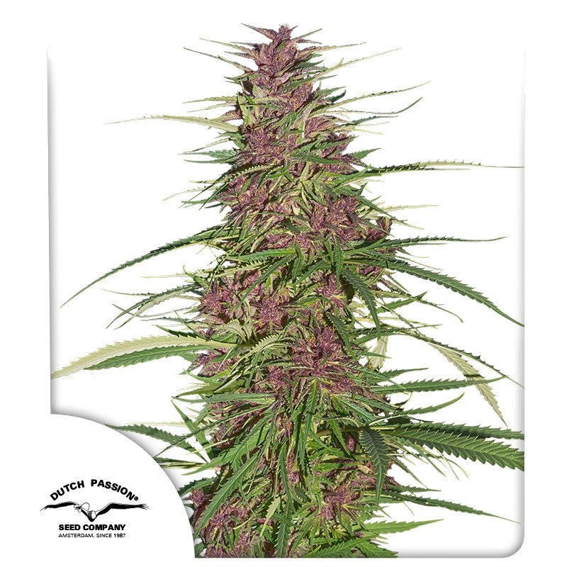 Purple #1 Feminizada Pack x 3 - Dutch Passion