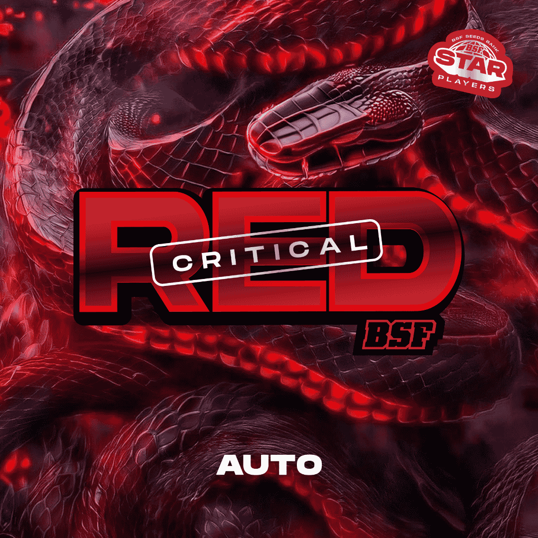 Red Critical Autofloreciente BSF Seeds