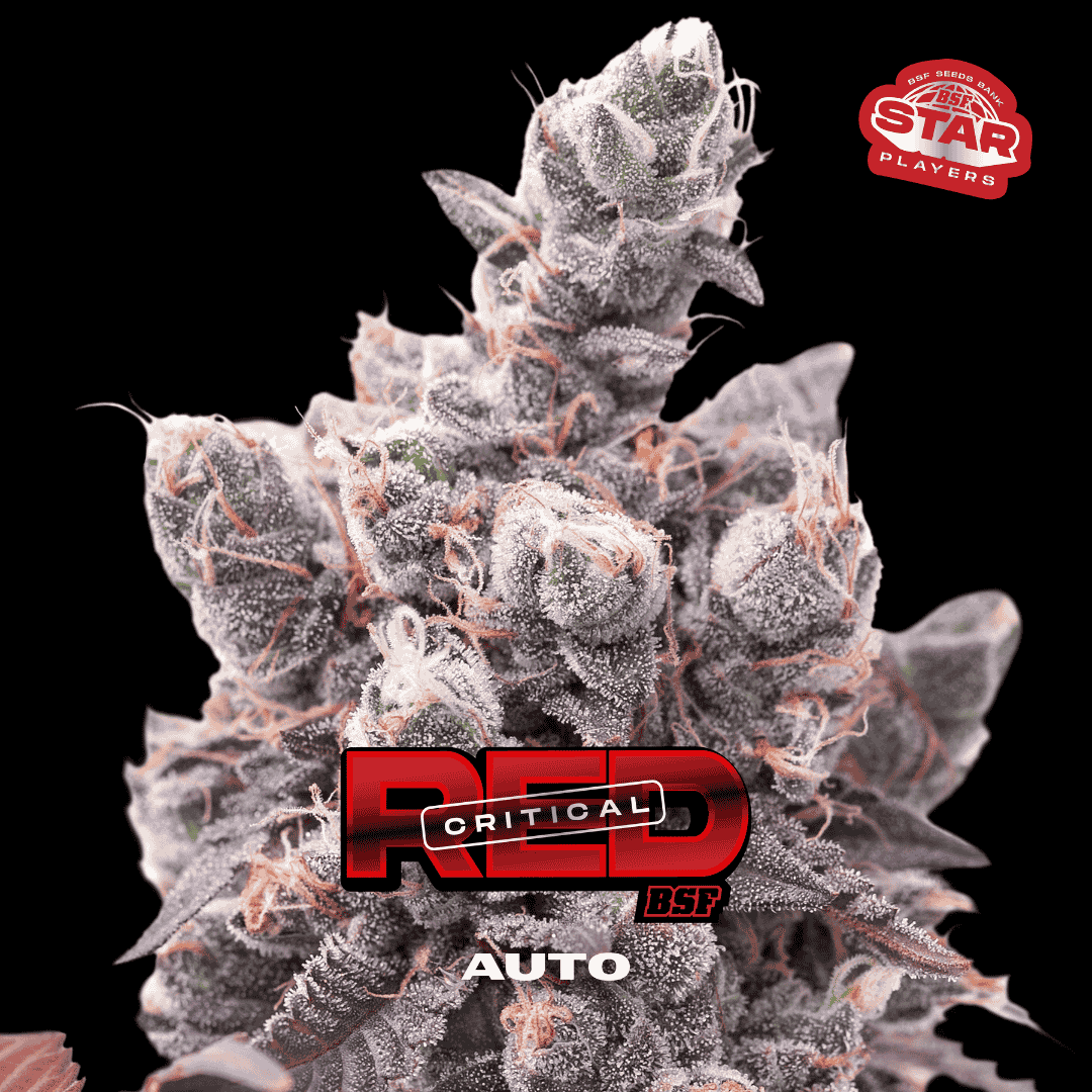 Red Critical Autofloreciente BSF Seeds