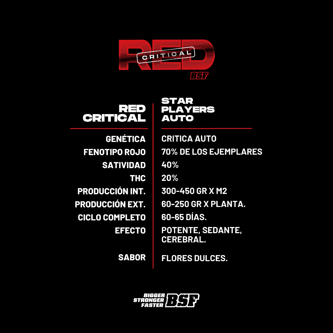 Red Critical Autofloreciente BSF Seeds