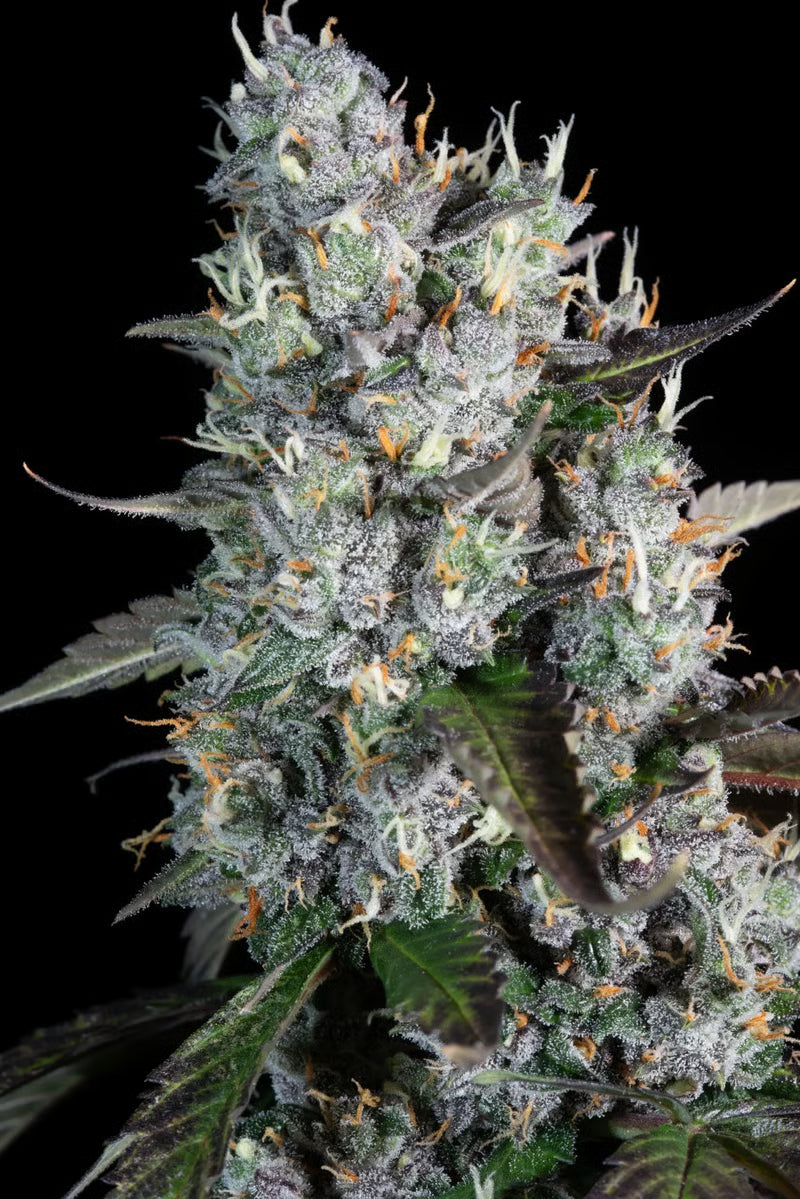 Red Velvet Auto - Paradise Seeds Pack x 3