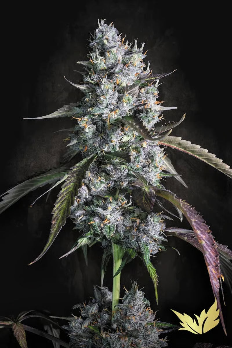 Red Velvet Auto - Paradise Seeds Pack x 3