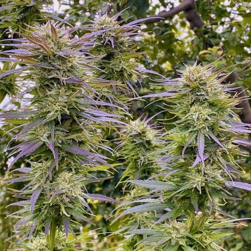 Shaman Feminizada Pack x3 - Dutch Passion