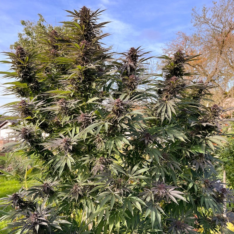 Shaman Feminizada Pack x3 - Dutch Passion