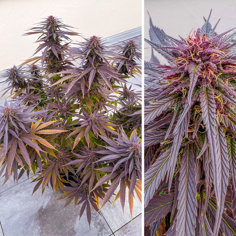 Shaman Feminizada Pack x3 - Dutch Passion