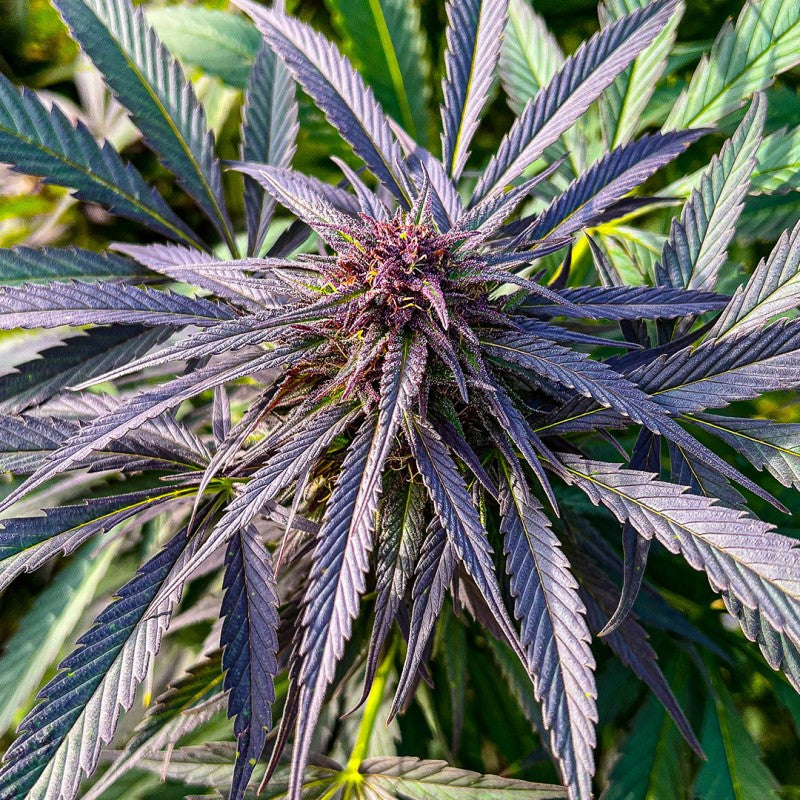 Shaman Feminizada Pack x3 - Dutch Passion