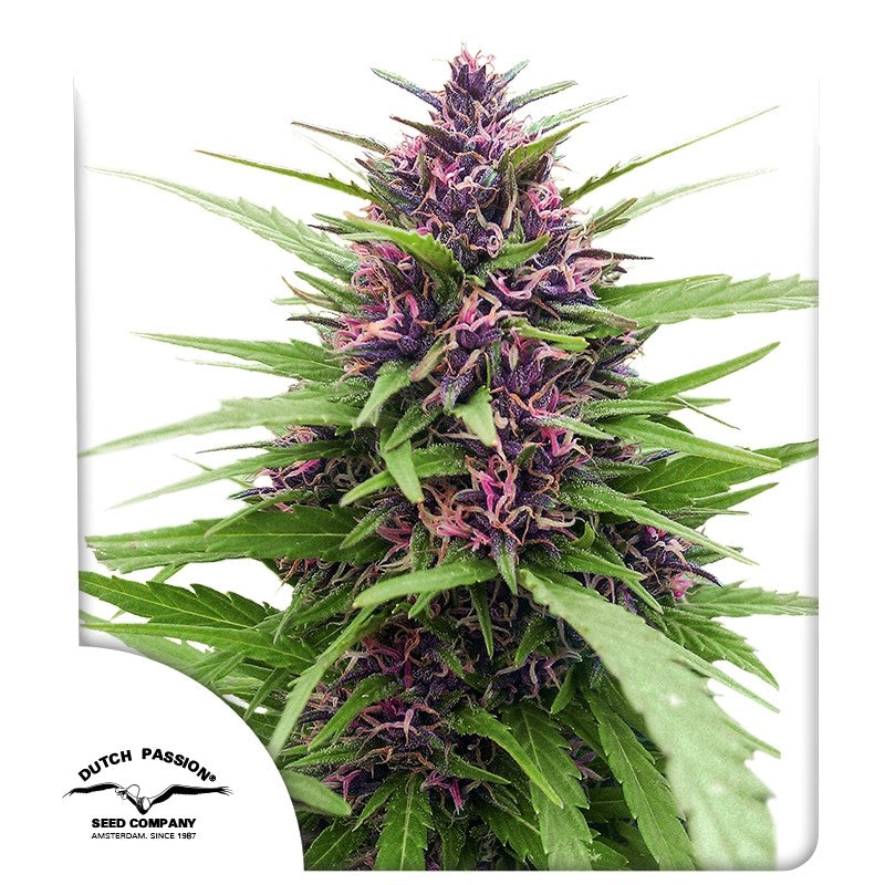 Shaman Feminizada Pack x3 - Dutch Passion