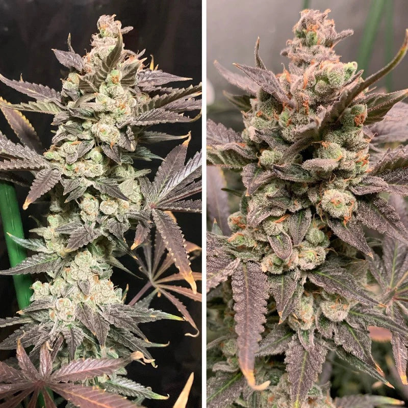 Skywalker Haze Feminizada Pack x3 - Dutch Passion