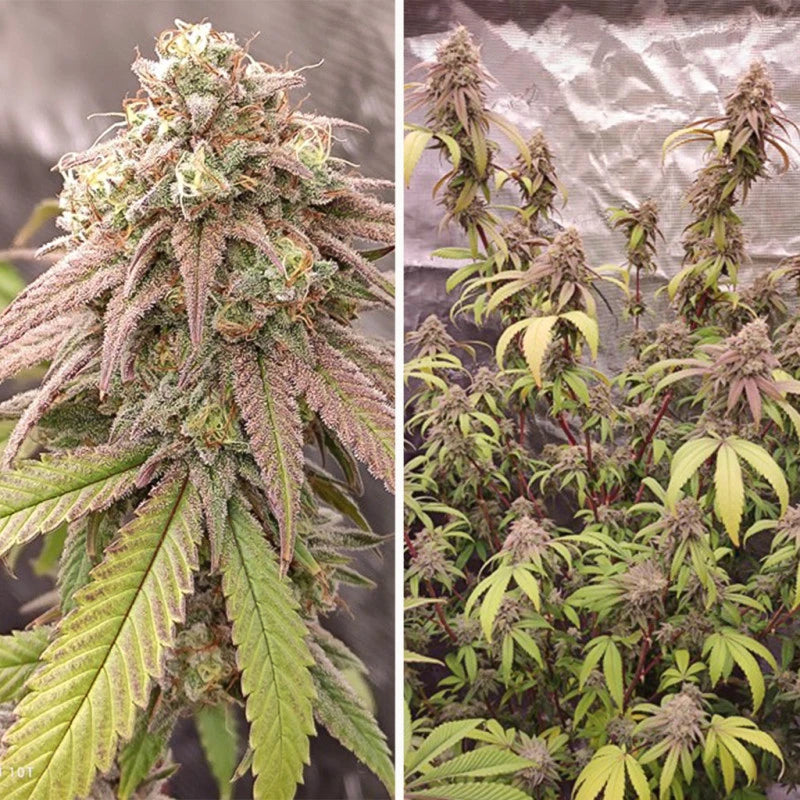 Skywalker Haze Feminizada Pack x3 - Dutch Passion