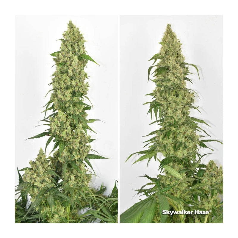 Skywalker Haze Feminizada Pack x3 - Dutch Passion