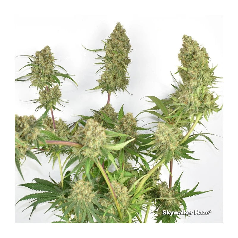 Skywalker Haze Feminizada Pack x3 - Dutch Passion