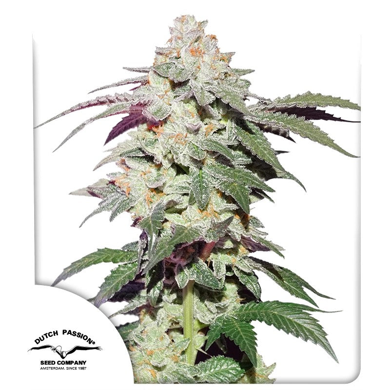 Skywalker Haze Feminizada Pack x3 - Dutch Passion