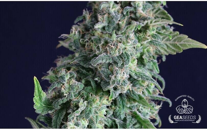 Super Skunk Feminizada - Geaseeds