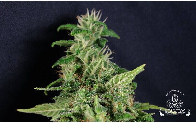 Super Skunk Feminizada - Geaseeds