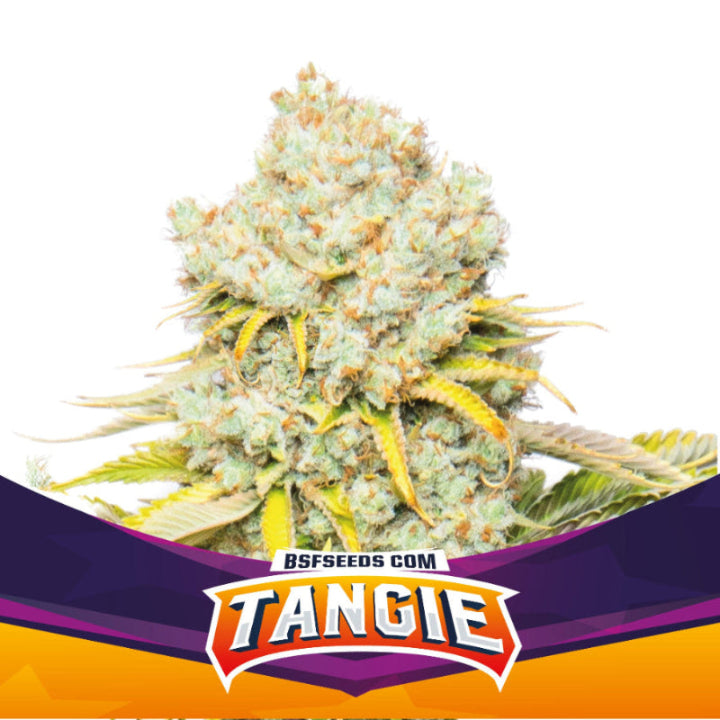Tangie Feminized – BSF Seeds