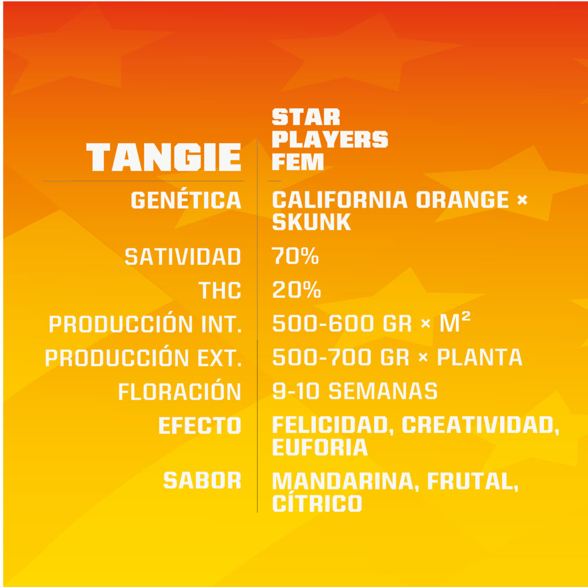 Tangie Feminized – BSF Seeds