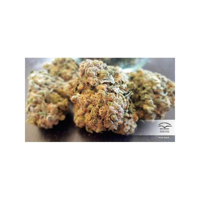 Auto Think Big Pack x 3 - Dutch Passion
