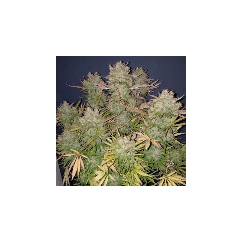 Auto Think Big Pack x 3 - Dutch Passion