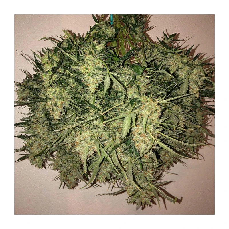 Auto Think Big Pack x 3 - Dutch Passion