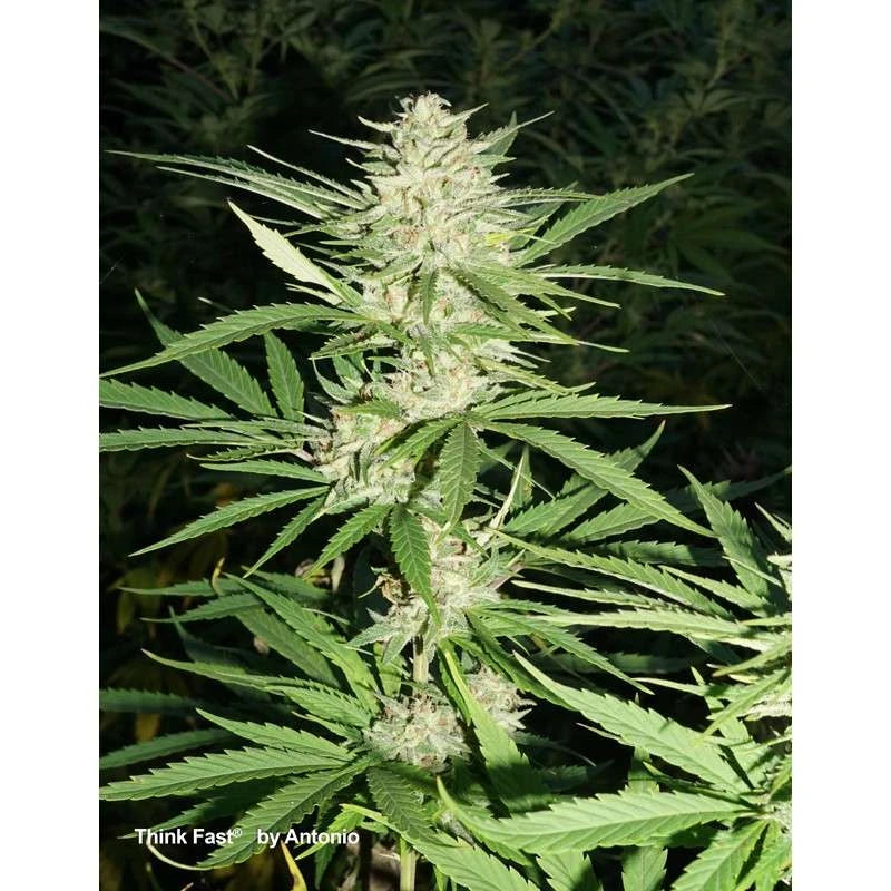 Think Fast Feminizada Pack x3 - Dutch Passion