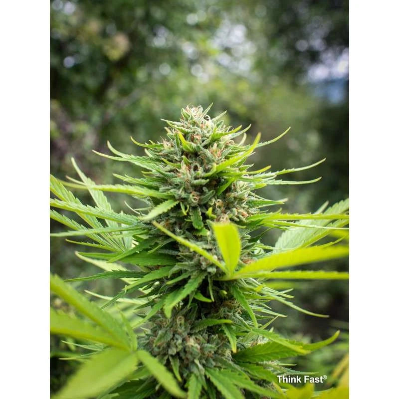 Think Fast Feminizada Pack x3 - Dutch Passion