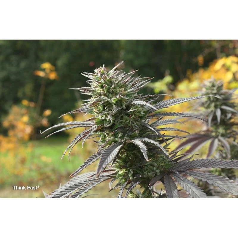 Think Fast Feminizada Pack x3 - Dutch Passion