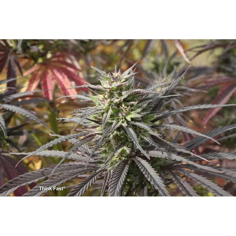 Think Fast Feminizada Pack x3 - Dutch Passion