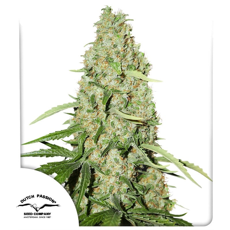 Think Fast Feminizada Pack x3 - Dutch Passion