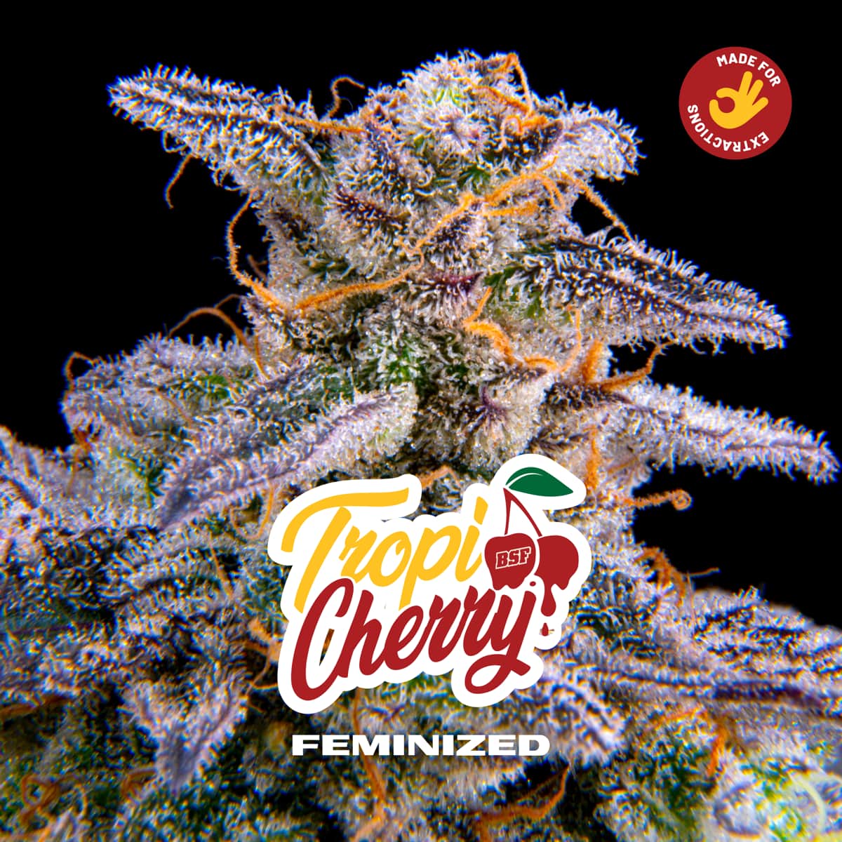 Tropi cherry – BSF Seeds