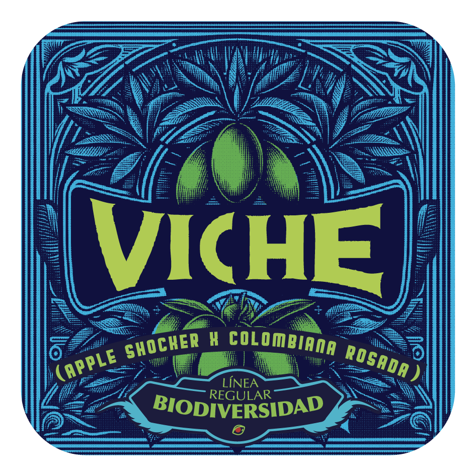Viche - Black Tuna - Pack x 10