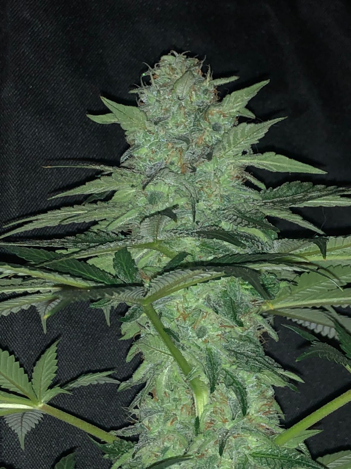 Wedding cake - Seed Hunters - Pack x 2