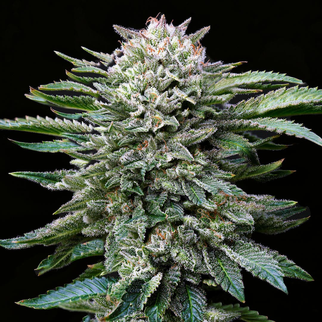 White Gorilla Feminizada - BSF Seeds