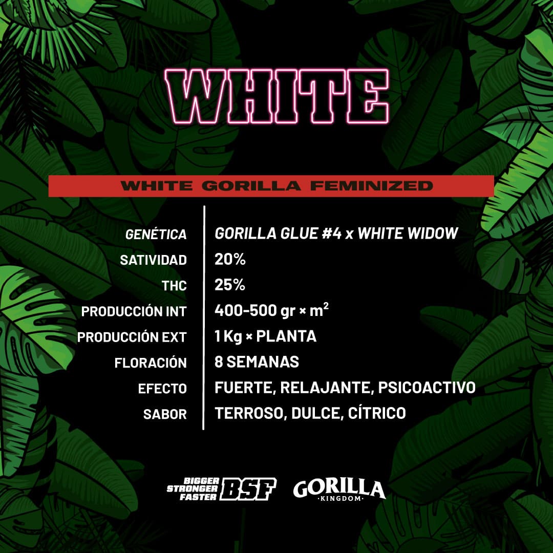 White Gorilla Feminizada - BSF Seeds