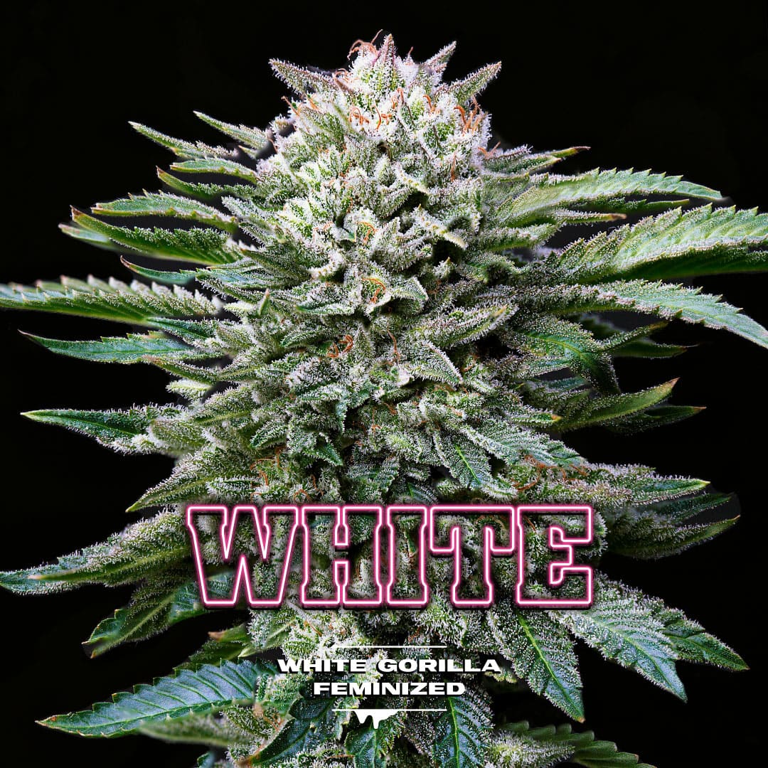 White Gorilla Feminizada - BSF Seeds