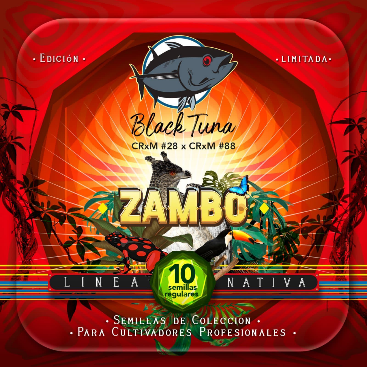 Zambo Regular - Black Tuna - Pack x 10