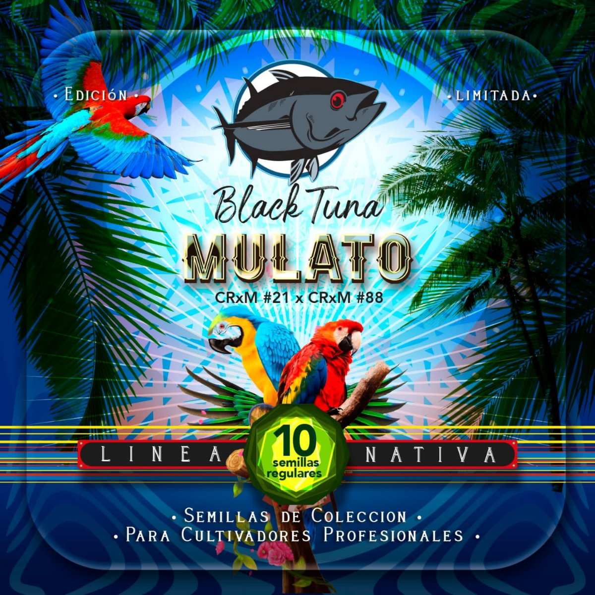 Mulato Regular - Black Tuna - Pack x 10