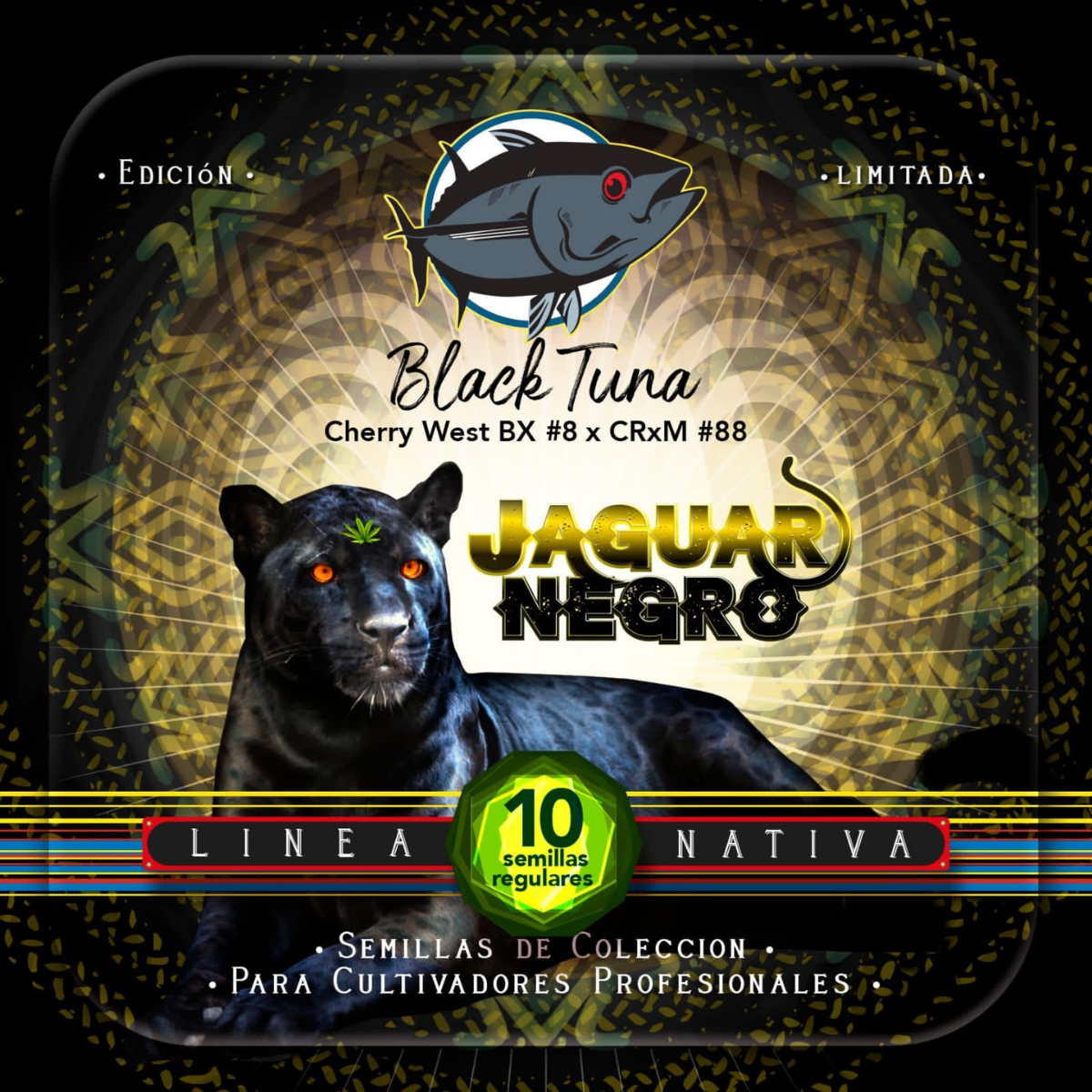 Jaguar Negro Regular - Black Tuna - Pack x 10