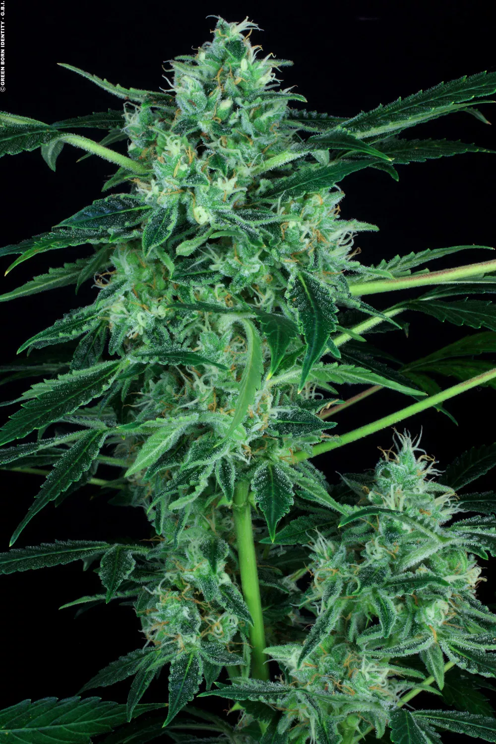 White Berry Feminizada - Paradise Seeds Pack x 3