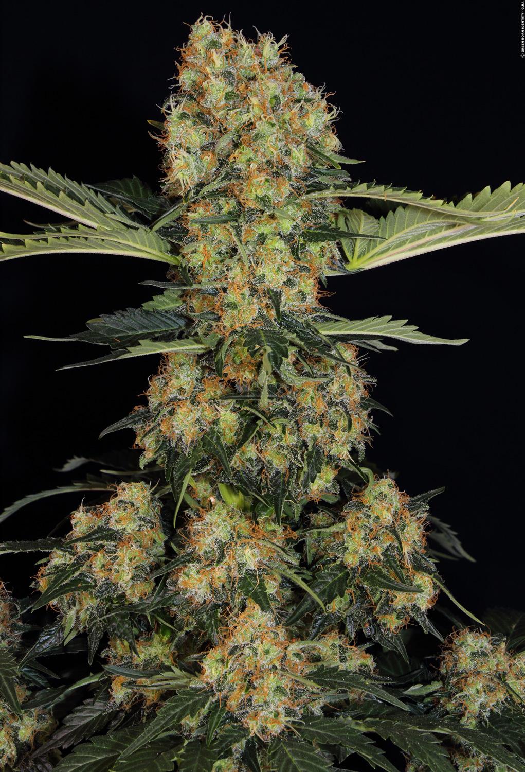 THC: 18-22% Indica/Sativa Ratio: 90% Indica 10% Sativa Sabor / Olor: Dulce, Sabroso Altura al aire libre: 175CM Altura interior:110CM Tiempo de floración interior: 58 dias Rendimiento interior: (gr/m2) 500 Gr Rendimiento al aire libre (GR/PP): 800 Gr Efecto / Zumbido: Calmante, Stoned CBD: 0.1%