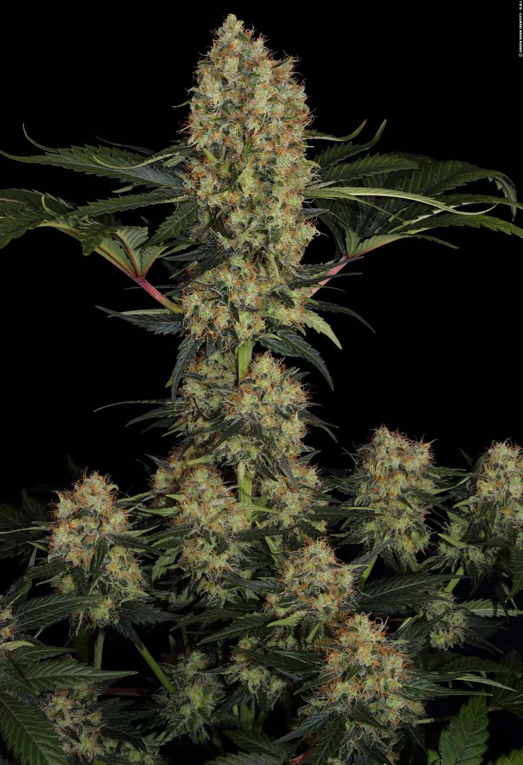 Mendocino Skunk (Tommy Chong's) - Paradise Seeds Pack x 3